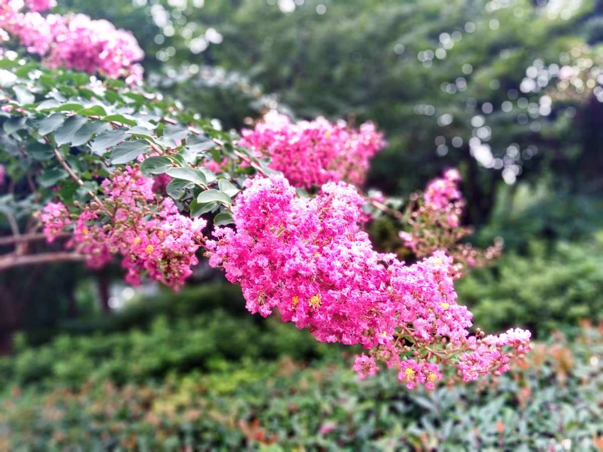 花开App：神奇之旅！