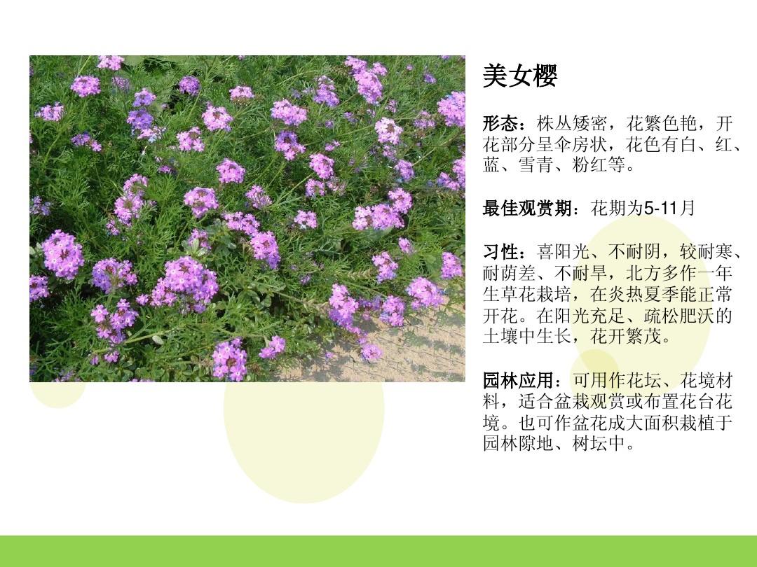 陈星汉flower花下载_陈星汉新作sky_陈星汉花