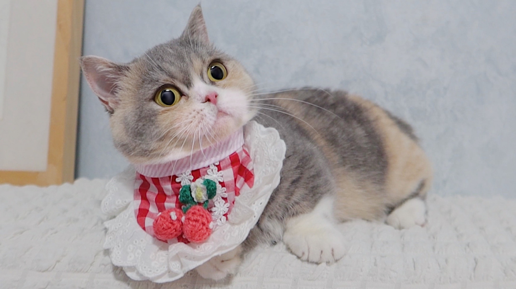猫咪avmaomiav官方网站_成都领养猫咪的网站_天津领养猫咪网站