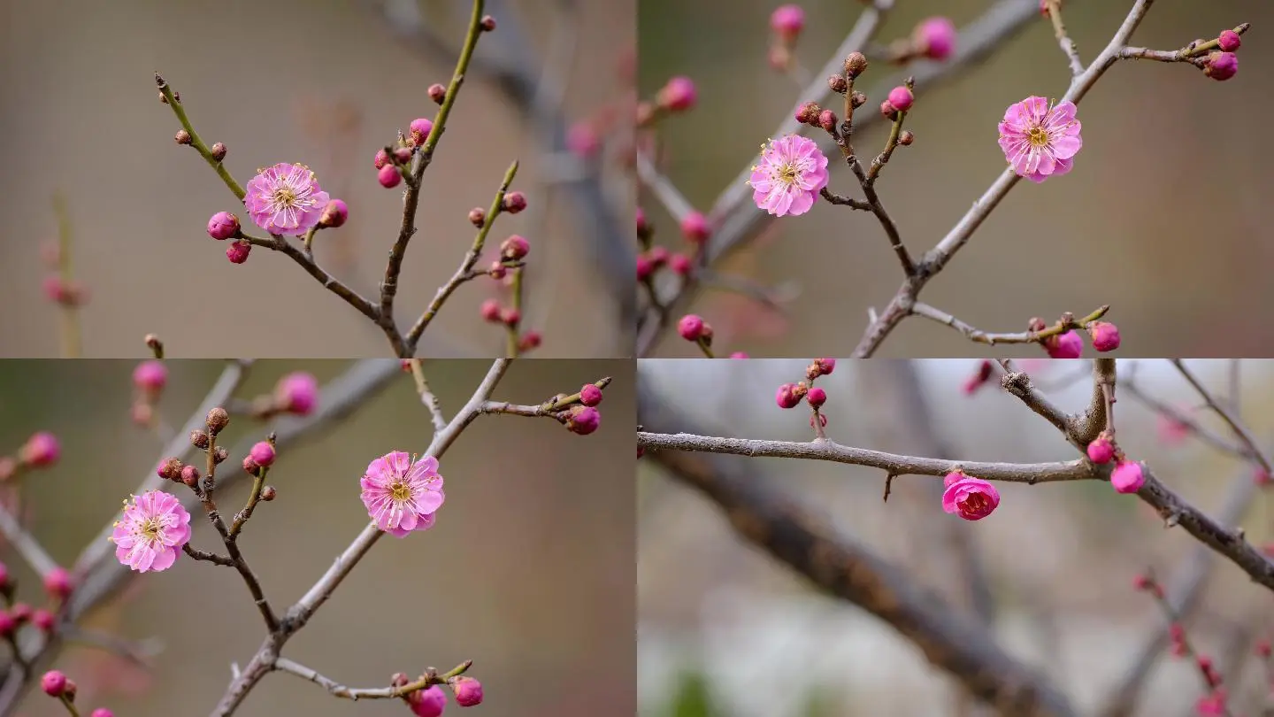 梅花视频下载指南