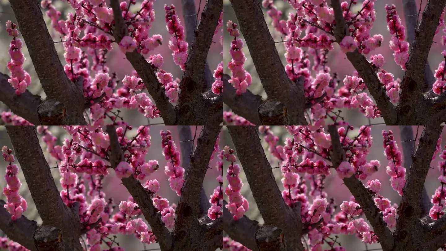 丝网花梅花视频_徐湛国画视频全集梅花_梅花视频下载
