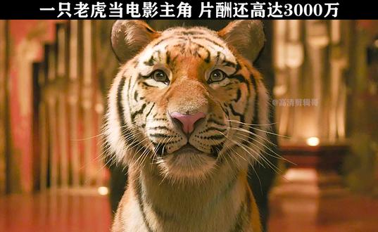 老虎电影2020_老虎影院_请你播放老虎电影