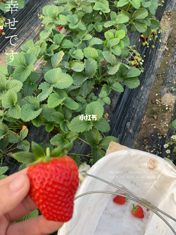 草莓黄色软件_苹果手机能看黄色小说的软件_黄色蜂蜜罐周围都是黄色