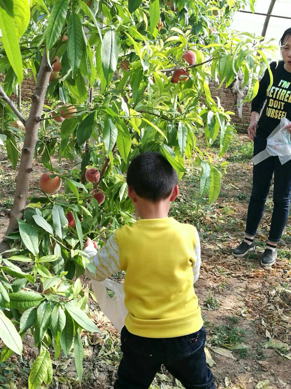 桃子游戏攻略_桃子游戏_bl游戏桃汉化版下载