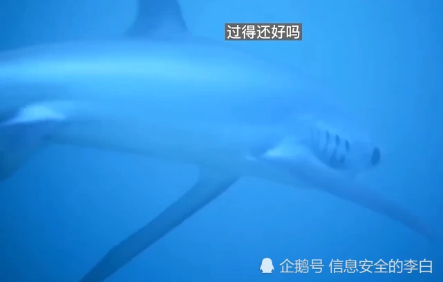 露齿鲨_什么然露齿