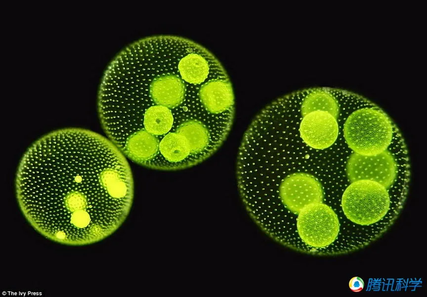 重生变异细胞图鉴大全最新_重生细胞变异图鉴大全_重生变异细胞图鉴大全图