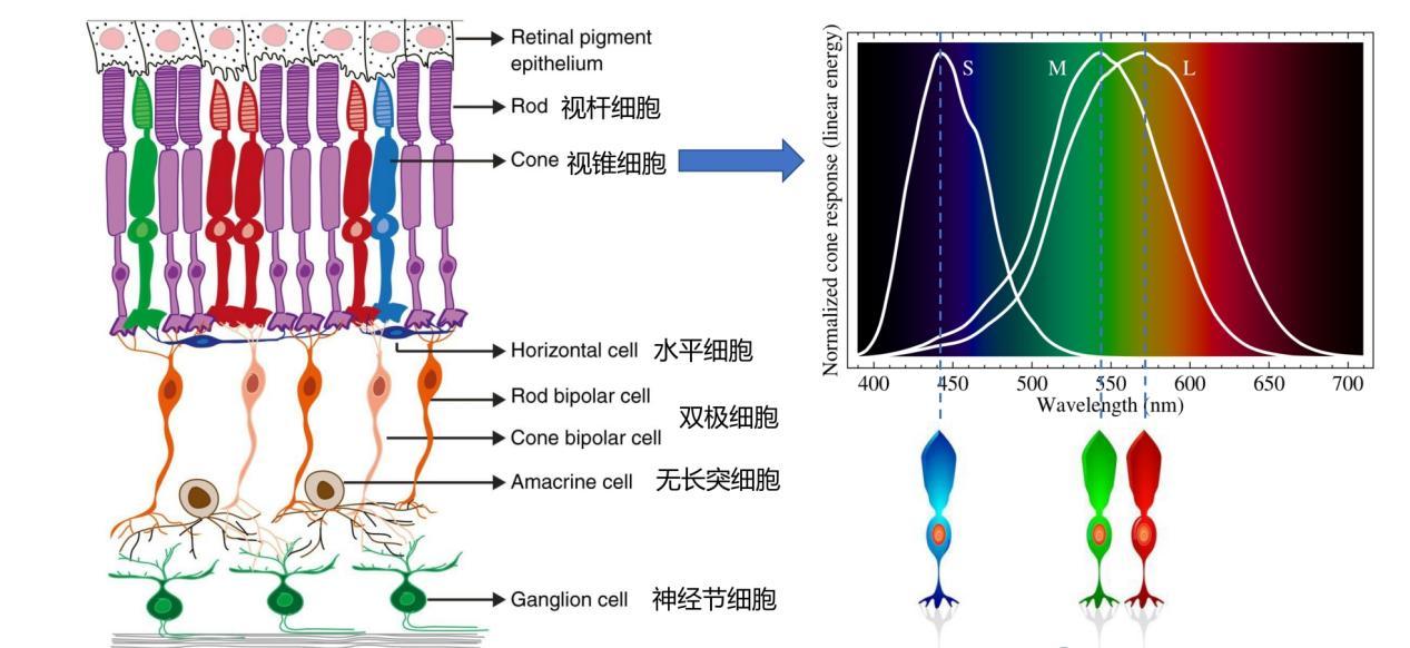 重生变异细胞图鉴大全最新_重生细胞变异图鉴大全_重生变异细胞图鉴大全图