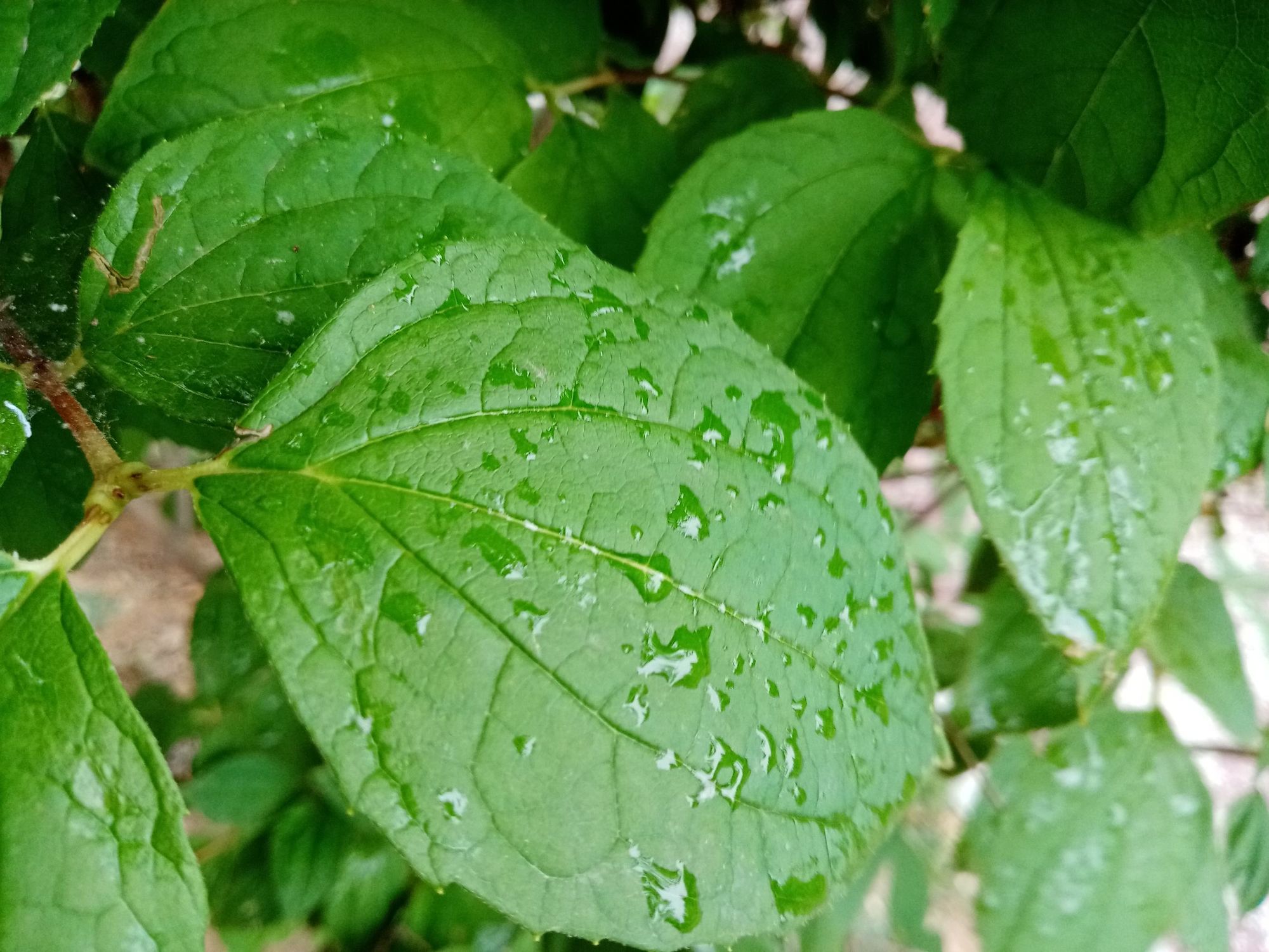 塞尔塞塔的树海_赛尔塞塔的树海_塞尔塞塔花