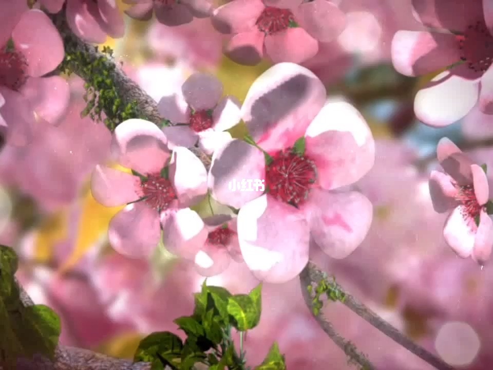 免费批八字算桃花命盘_视频桃花免费下载_桃花免费视频