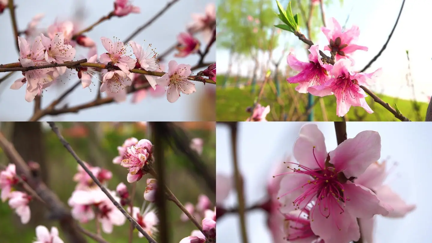 桃花免费视频_视频桃花免费下载_免费批八字算桃花命盘