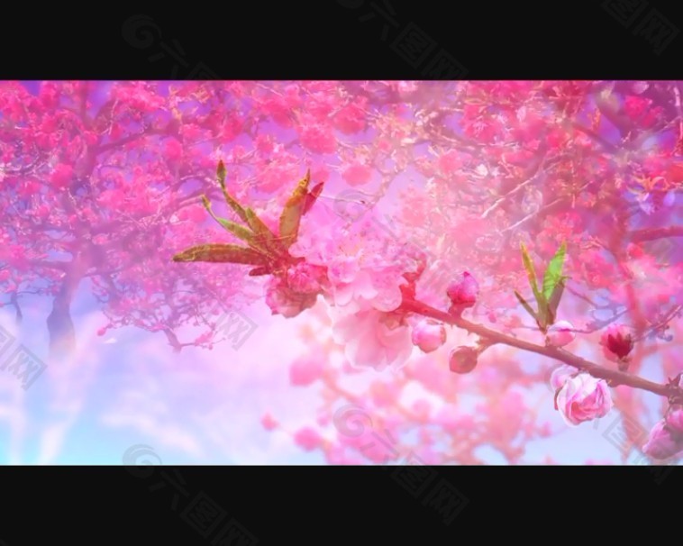 视频桃花免费下载_桃花免费视频_免费批八字算桃花命盘