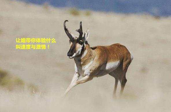萌羚的拼音怎么读_羚萌_萌羚什么意思