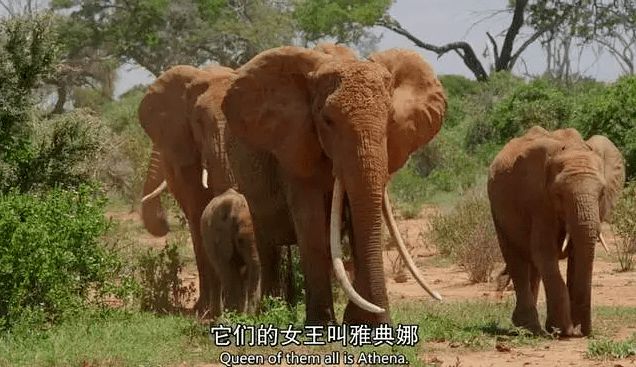 大象影视网大全下载_大象影视公司官网_大象影视app