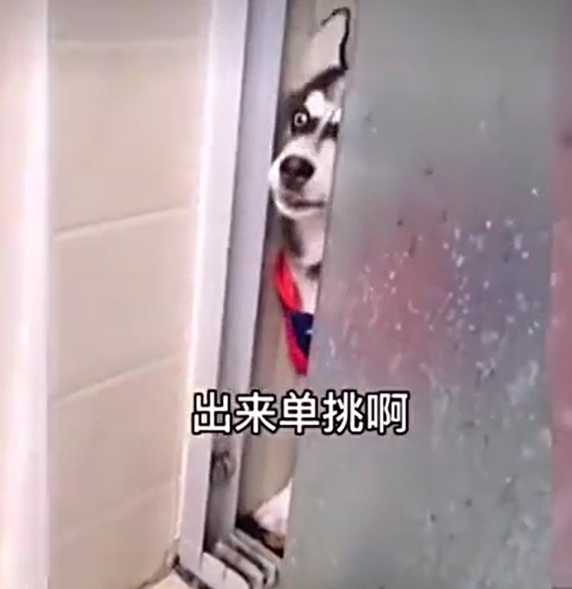 抖音短视频教怎么抖屏_日本抖音tiktok下载_抖音里上下抖动的视频