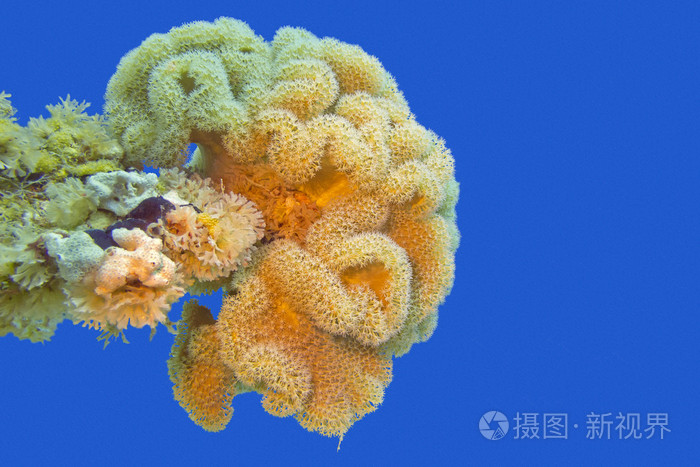 蘑菇图片高清_海蘑菇图片_蘑菇图片大全高清图片