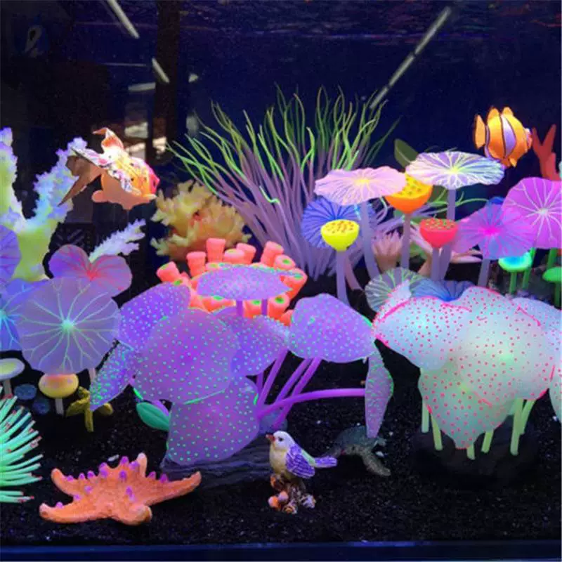 蘑菇图片高清_海蘑菇图片_蘑菇图片大全高清图片