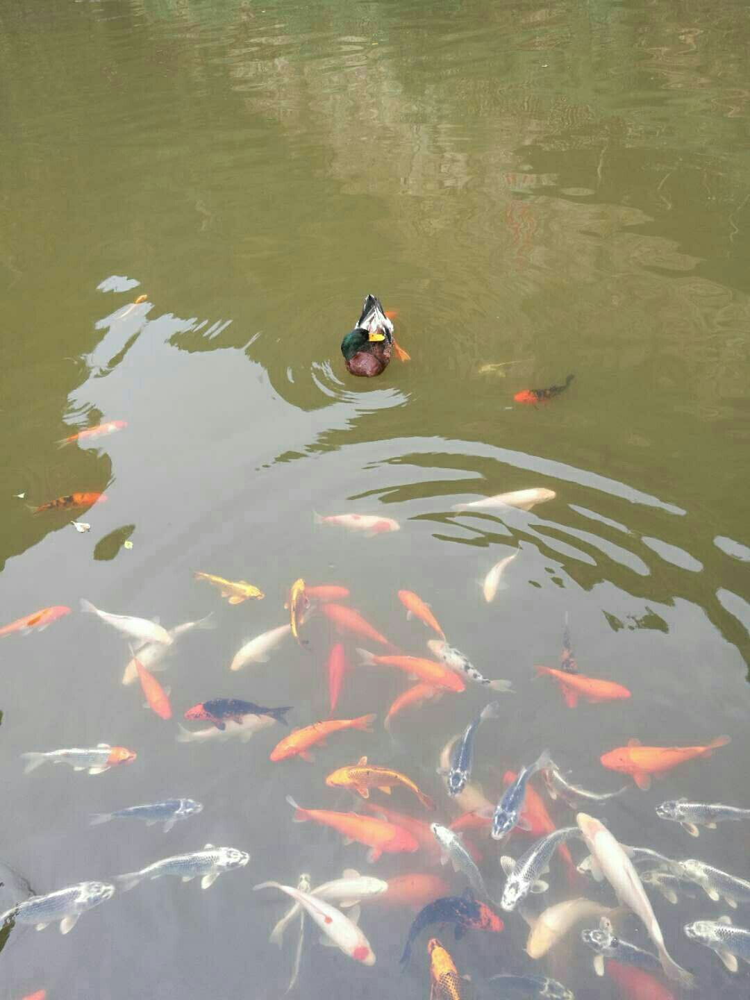 捉鱼游戏_捉鱼游戏规则和玩法_猫咪捉鱼游戏