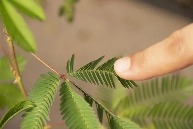 含羞草免费_含羞草免费_含羞草免费