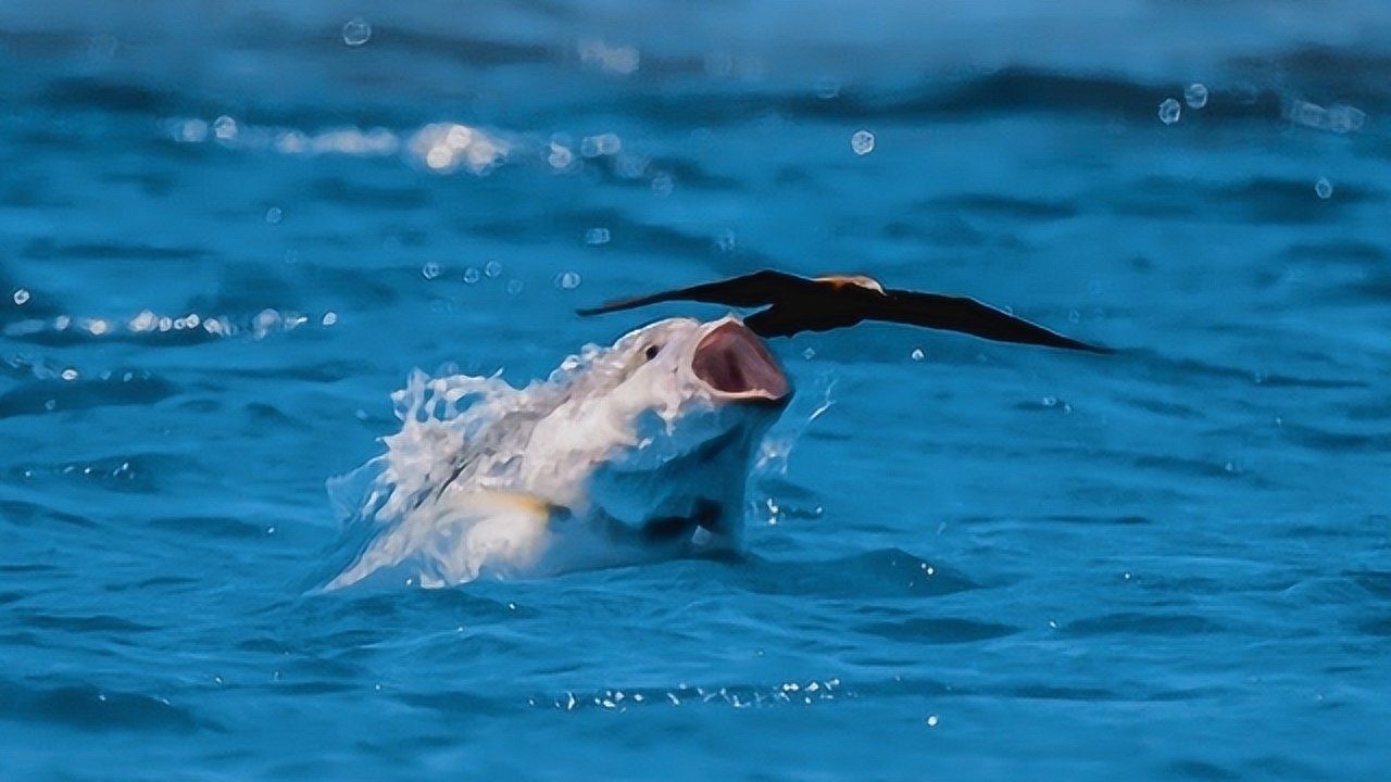 漂流木筏船游戏_漂流木筏求生免费下载_木筏漂流