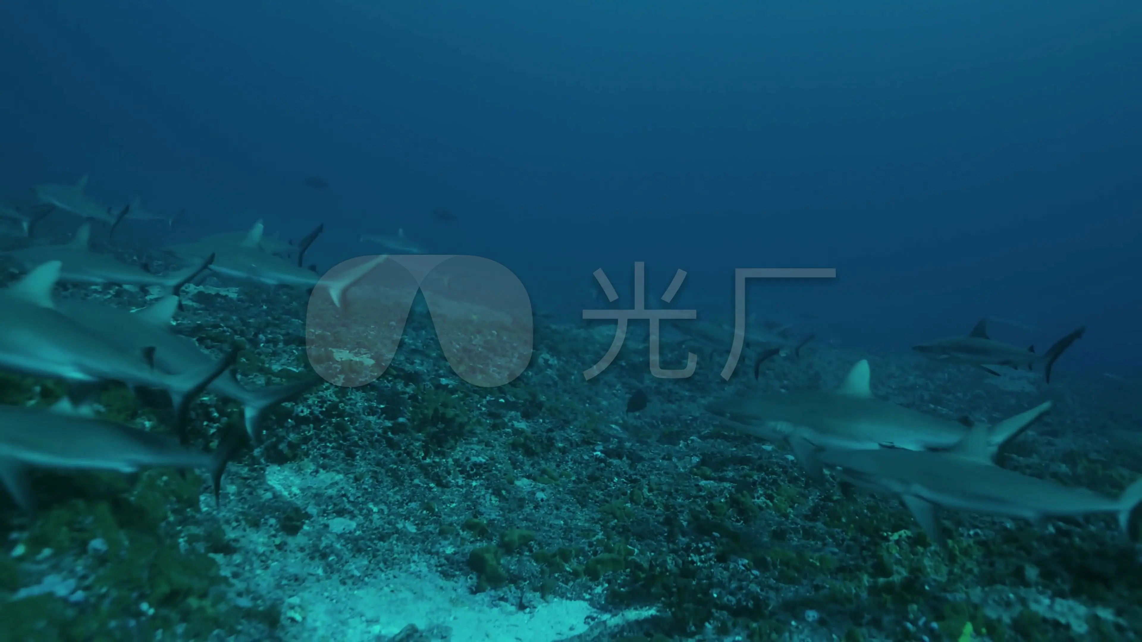 潜水员戴夫_潜水员戴夫钟乳石窟在哪里_潜水员戴夫快艇残骸在哪