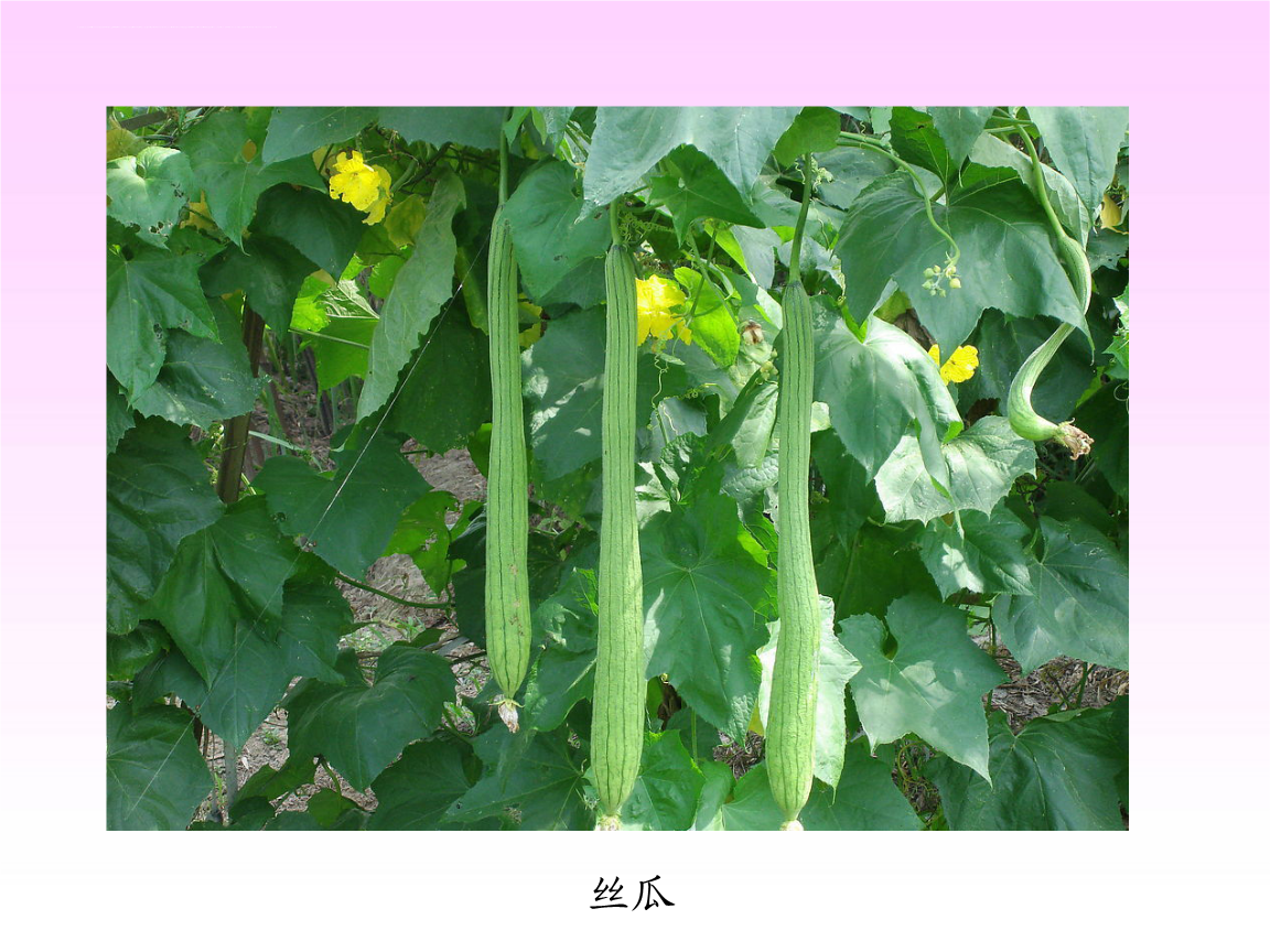 丝瓜网页网址_丝瓜网页网址_丝瓜网页网址
