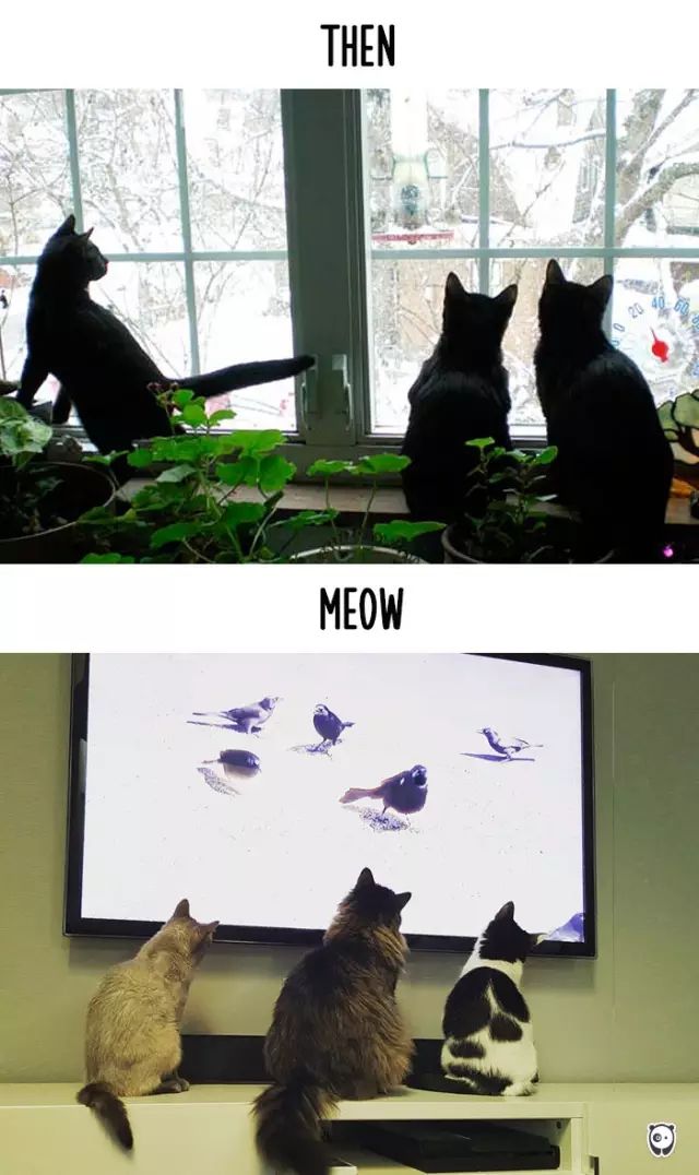 万维猫_万维猫_万维猫