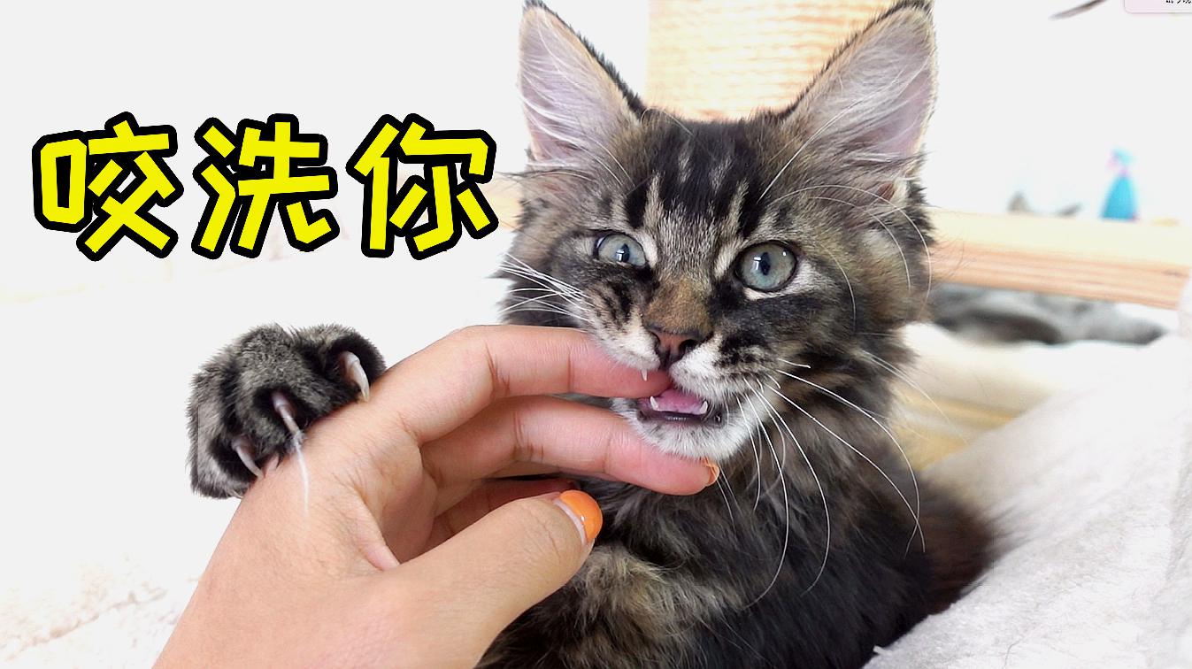 猫咪的短视频_猫咪短视频_猫咪视频剪辑