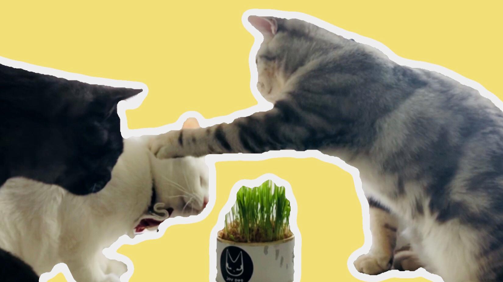 猫咪视频剪辑_猫咪短视频_猫咪的短视频