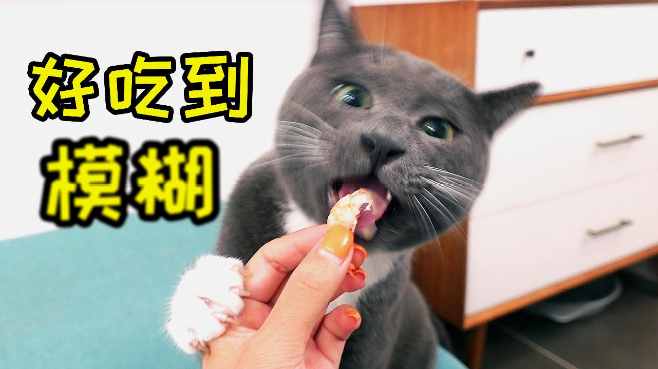 猫咪短视频_猫咪的短视频_猫咪视频剪辑