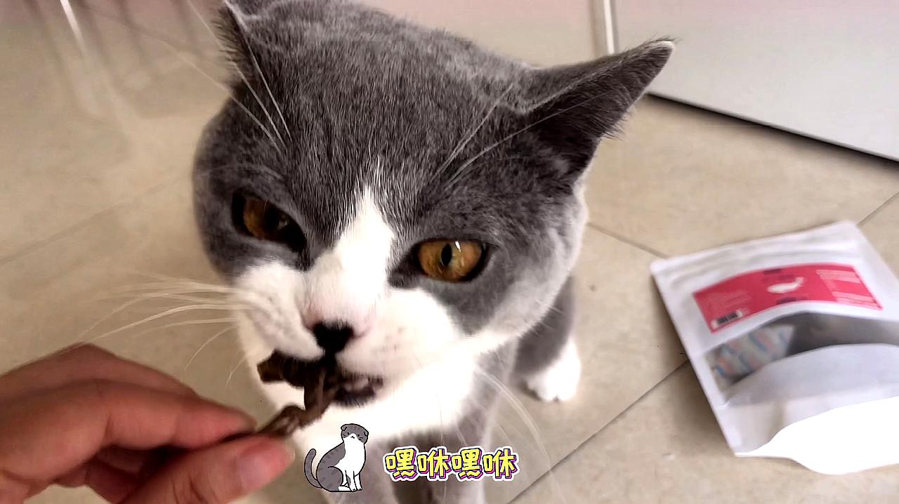 猫咪视频剪辑_猫咪的短视频_猫咪短视频