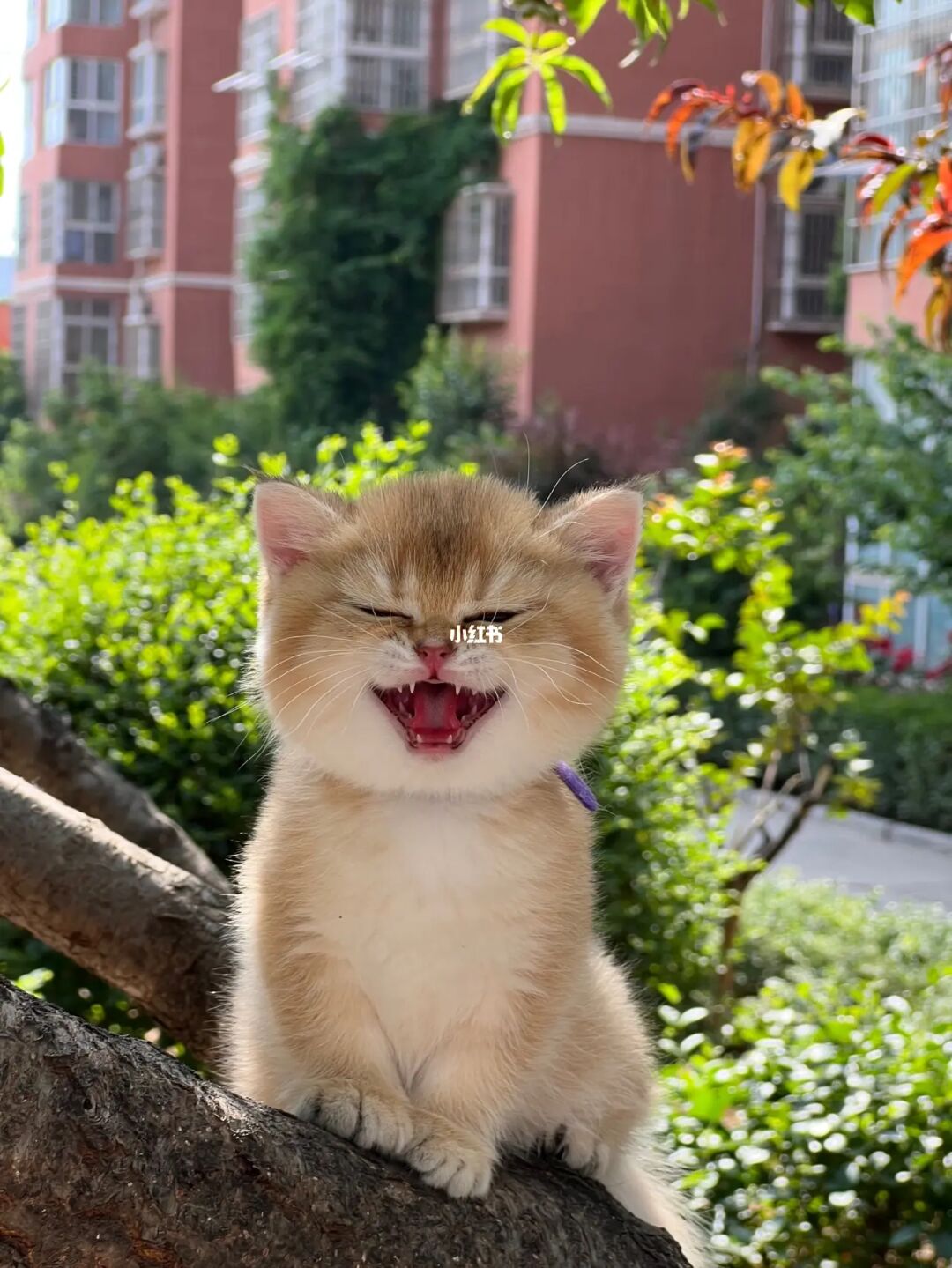 猫咪视频成人_猫咪视频成人_猫咪视频成人
