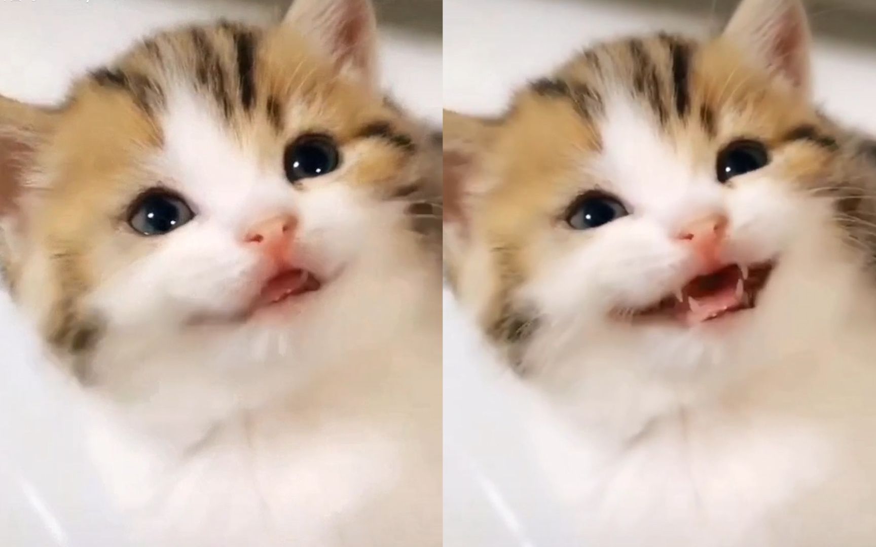 猫咪视频成人_猫咪视频成人_猫咪视频成人