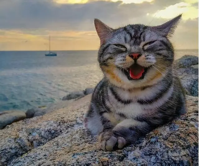 猫咪视频成人_猫咪视频成人_猫咪视频成人