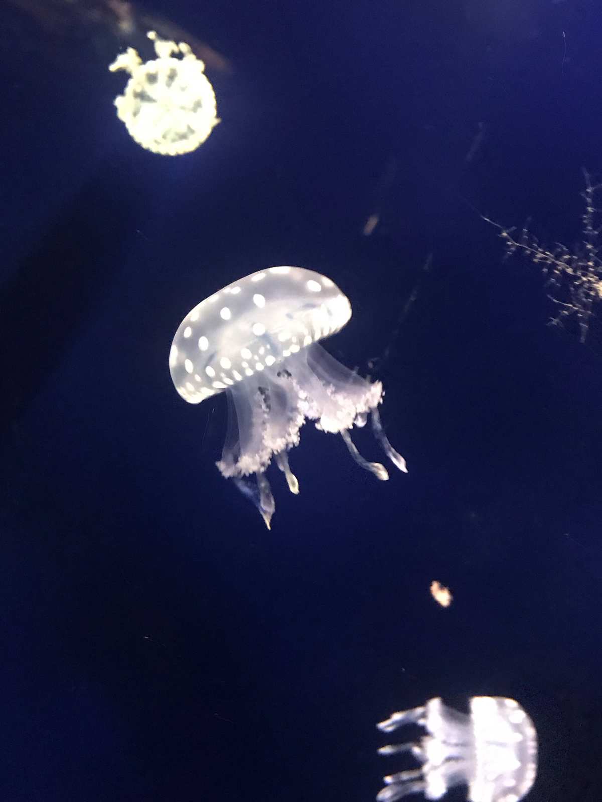 澳洲斑点水母有毒吗_澳洲斑点水母_澳洲斑点水母怎么抓