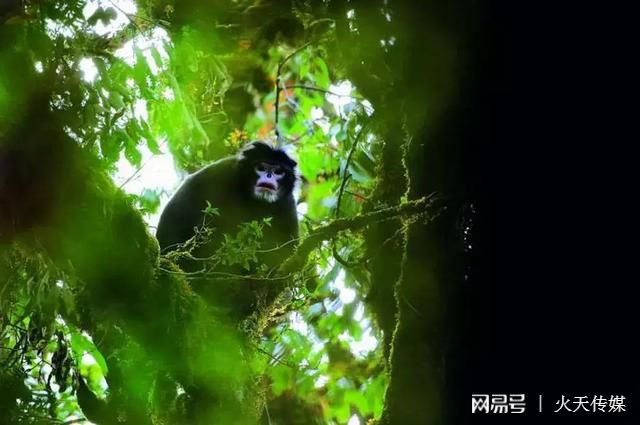 白猿_柳白猿豆瓣_柳白猿下载