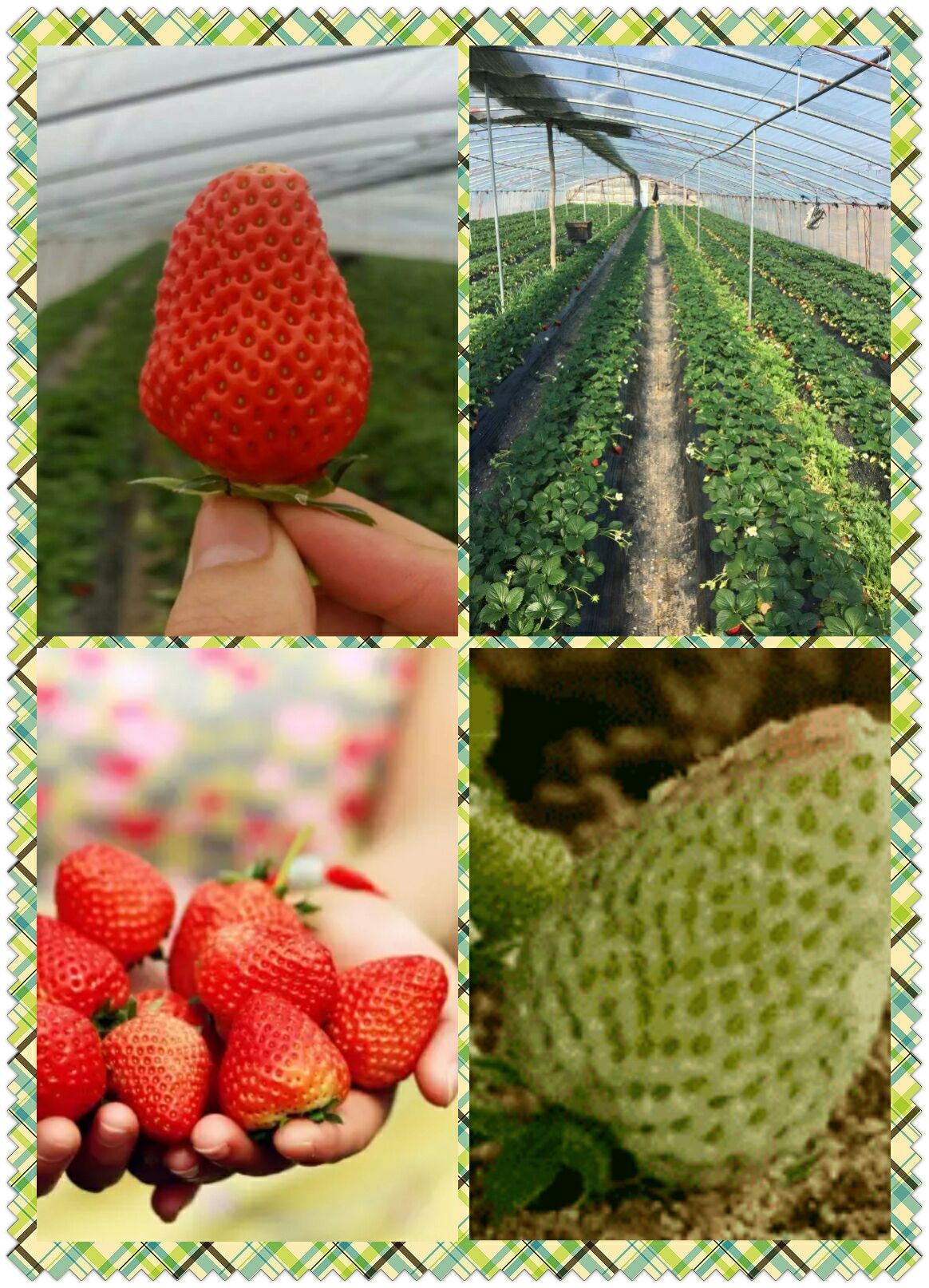 草莓h_草莓h_草莓h