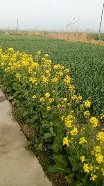野花直播视频免费高清完整版观看_野花直播视频免费高清完整版观看_野花直播视频免费高清完整版观看
