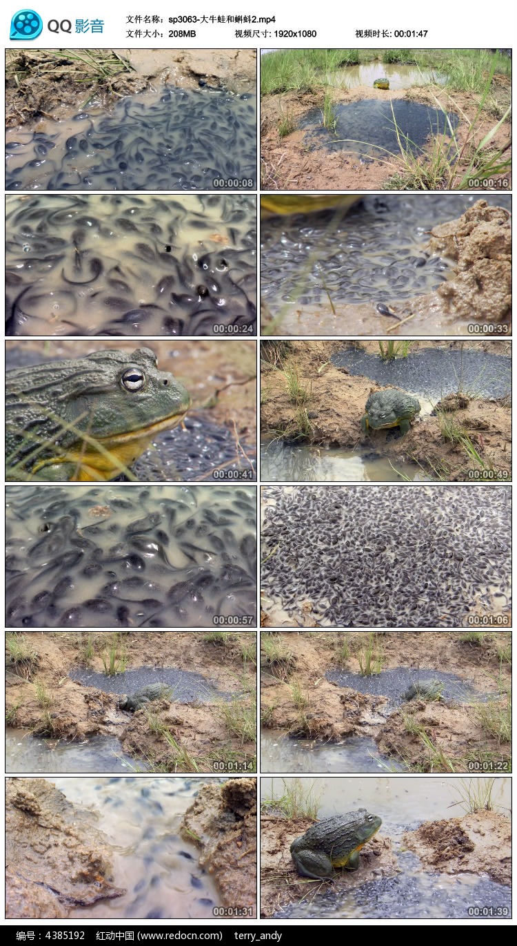 小蝌蚪视频在线高清观看_小蝌蚪视频在线高清观看_小蝌蚪视频在线高清观看