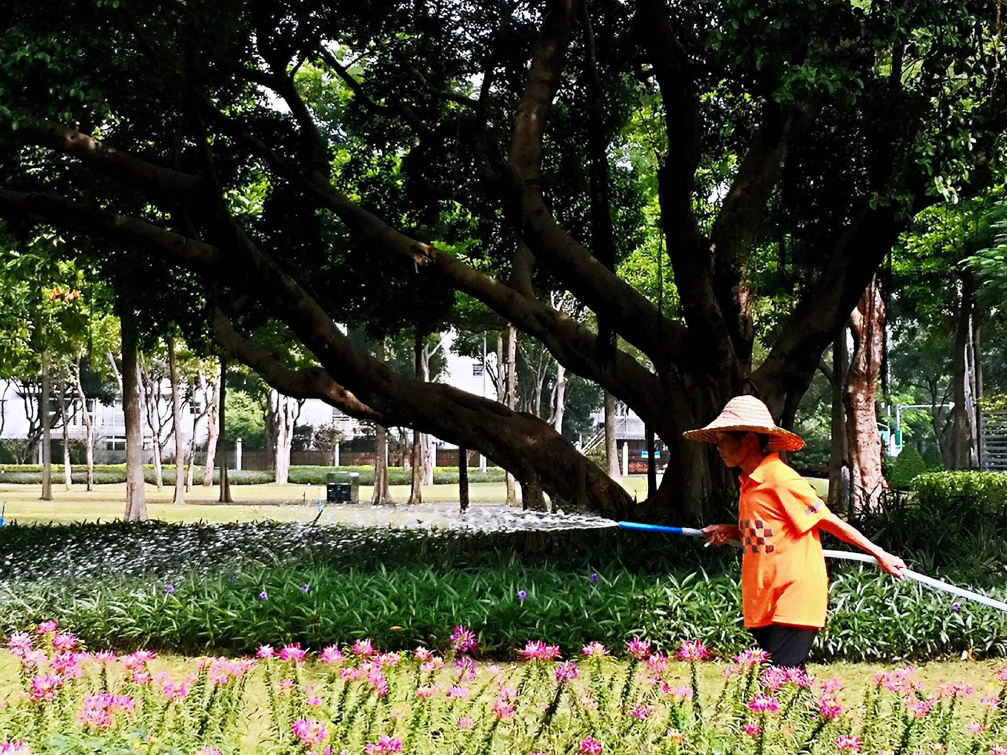 春色满园中_百花齐放春满园_花香满园