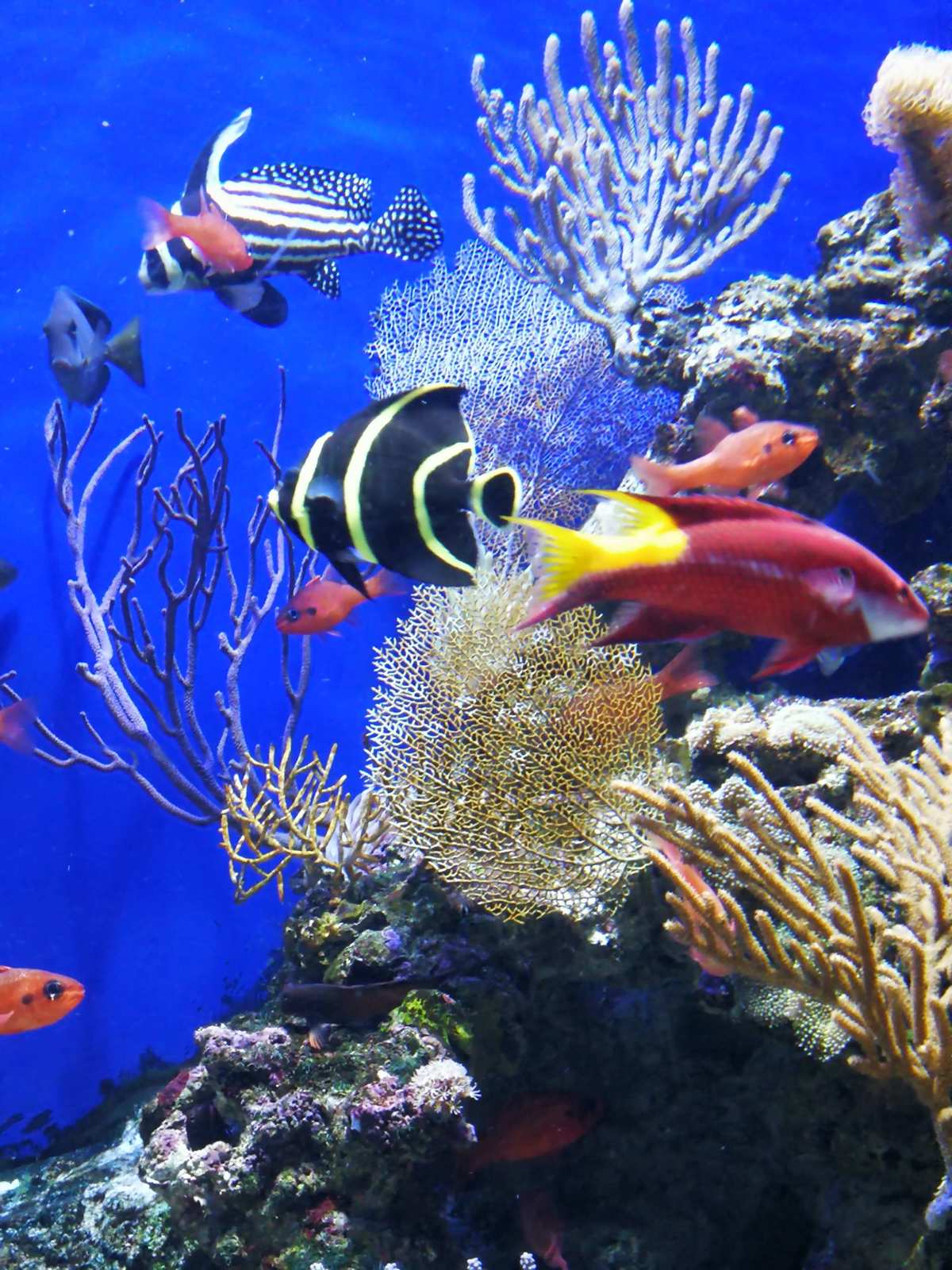 手机水族馆游戏下载_水族馆下载_水族馆安卓下载