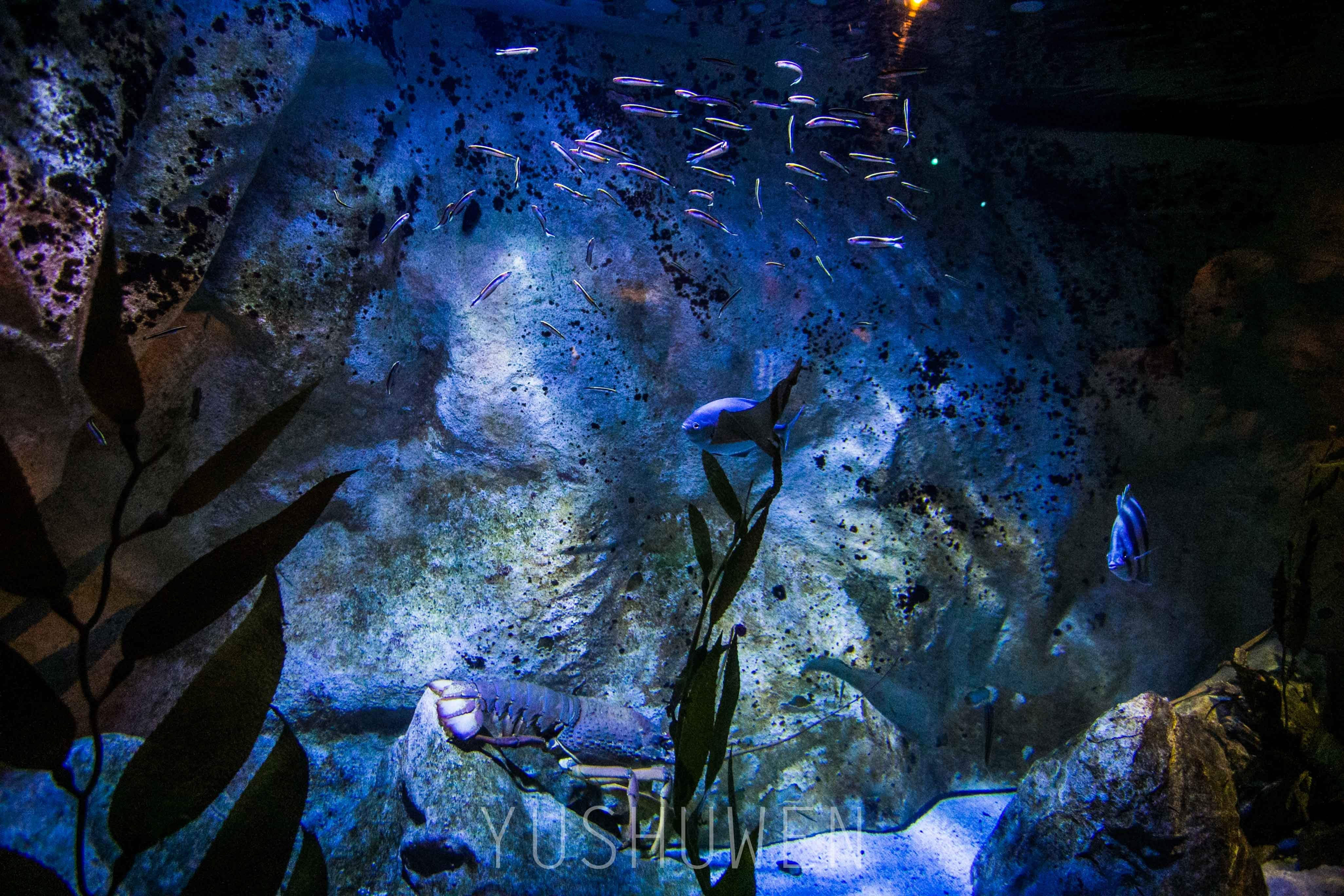 水族馆下载_手机水族馆游戏下载_水族馆安卓下载