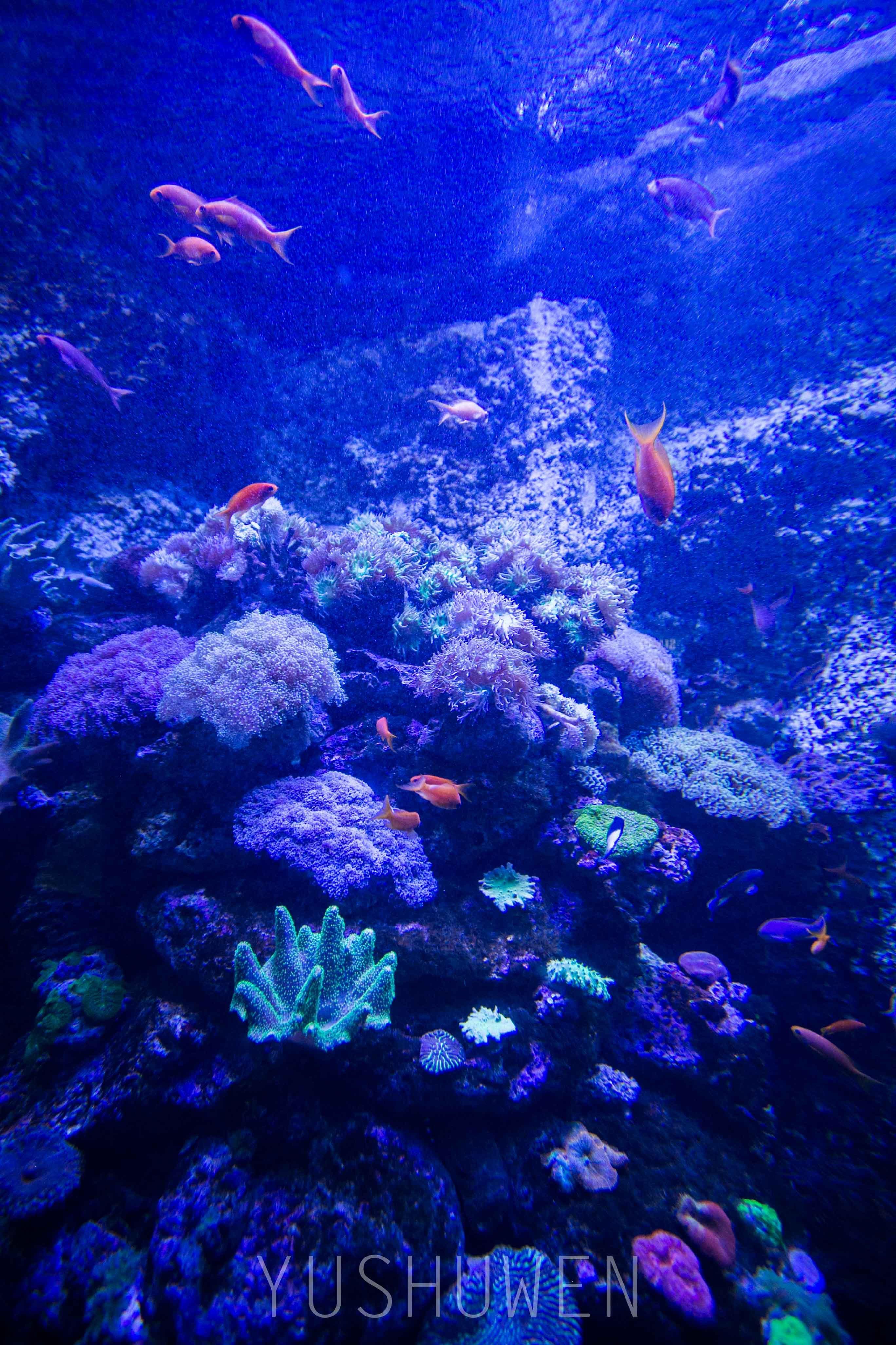 水族馆下载_水族馆安卓下载_手机水族馆游戏下载
