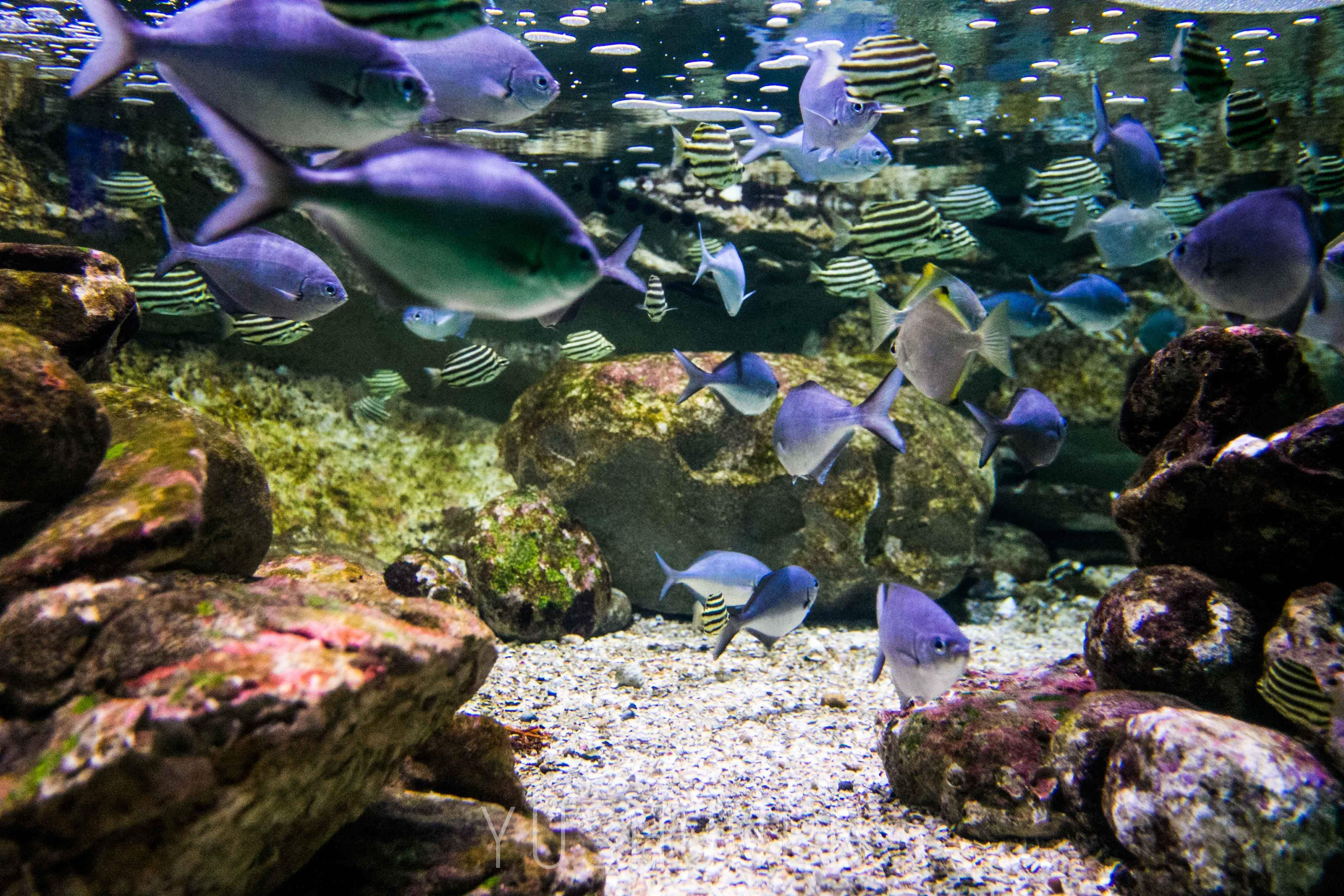 手机水族馆游戏下载_水族馆下载_水族馆安卓下载