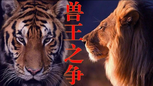 老虎狮子玩游戏谁一定会被淘汰_老虎狮子手机游戏大全_手机游戏狮子老虎