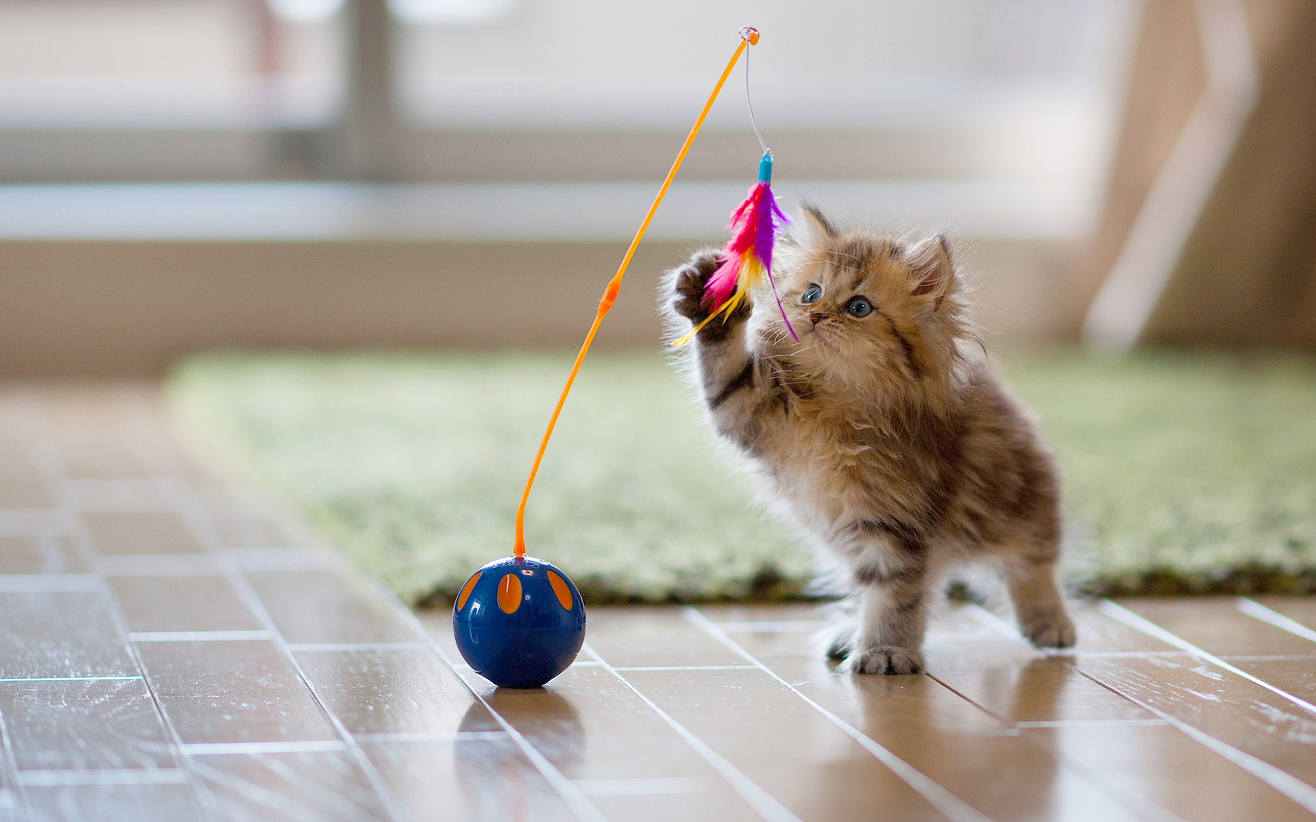 模拟小猫生活游戏_小猫手机生活游戏攻略_手机小猫生活游戏