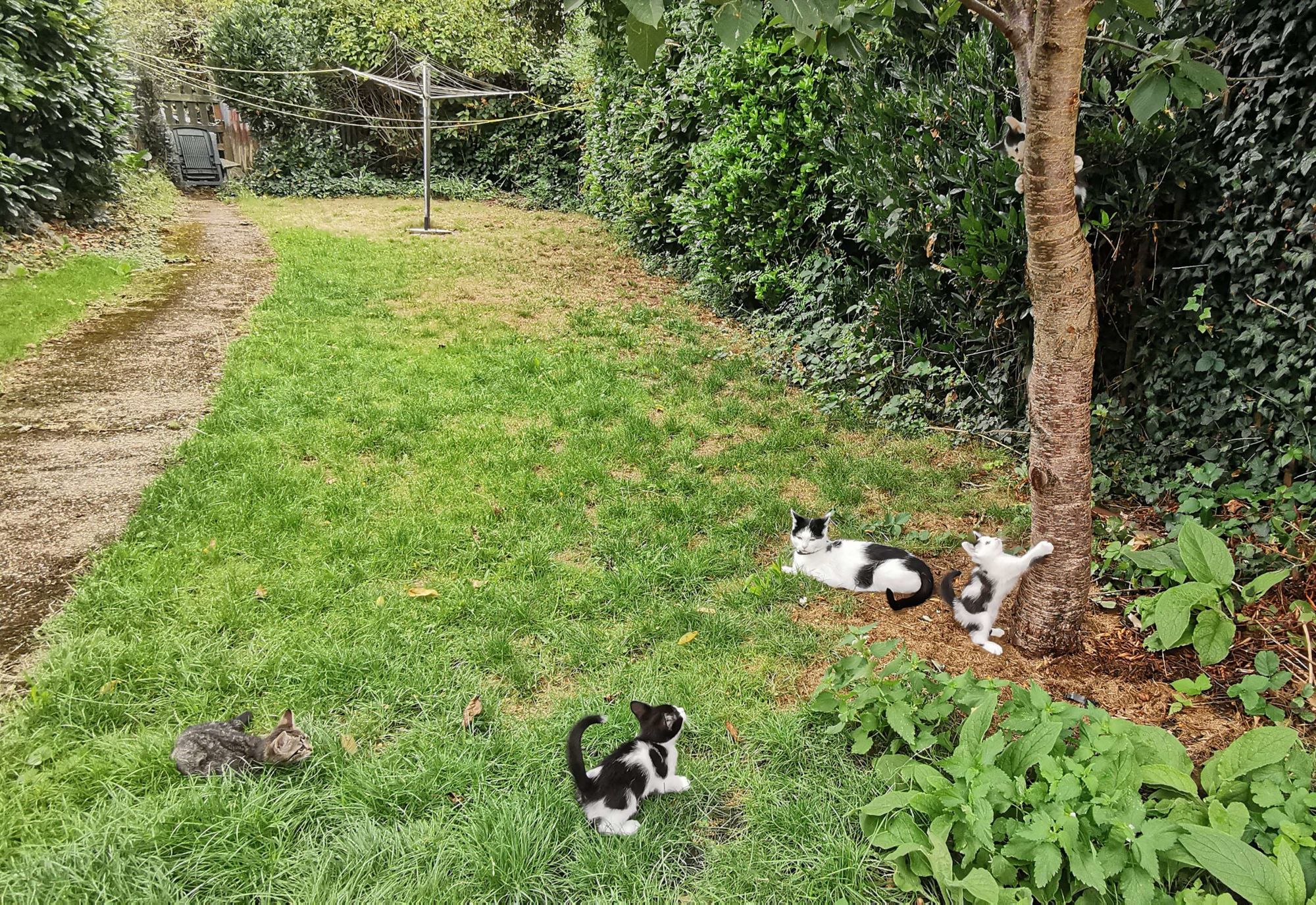 手机小猫生活游戏_模拟小猫生活游戏_小猫手机生活游戏攻略