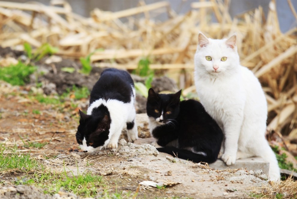 模拟小猫生活游戏_手机小猫生活游戏_小猫手机生活游戏攻略