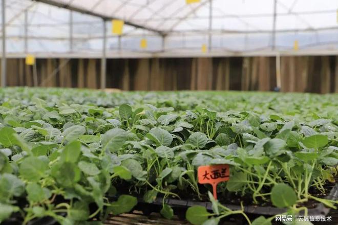 金坷垃广告词-金坷垃再度震撼！肥料之王，让你心动不已
