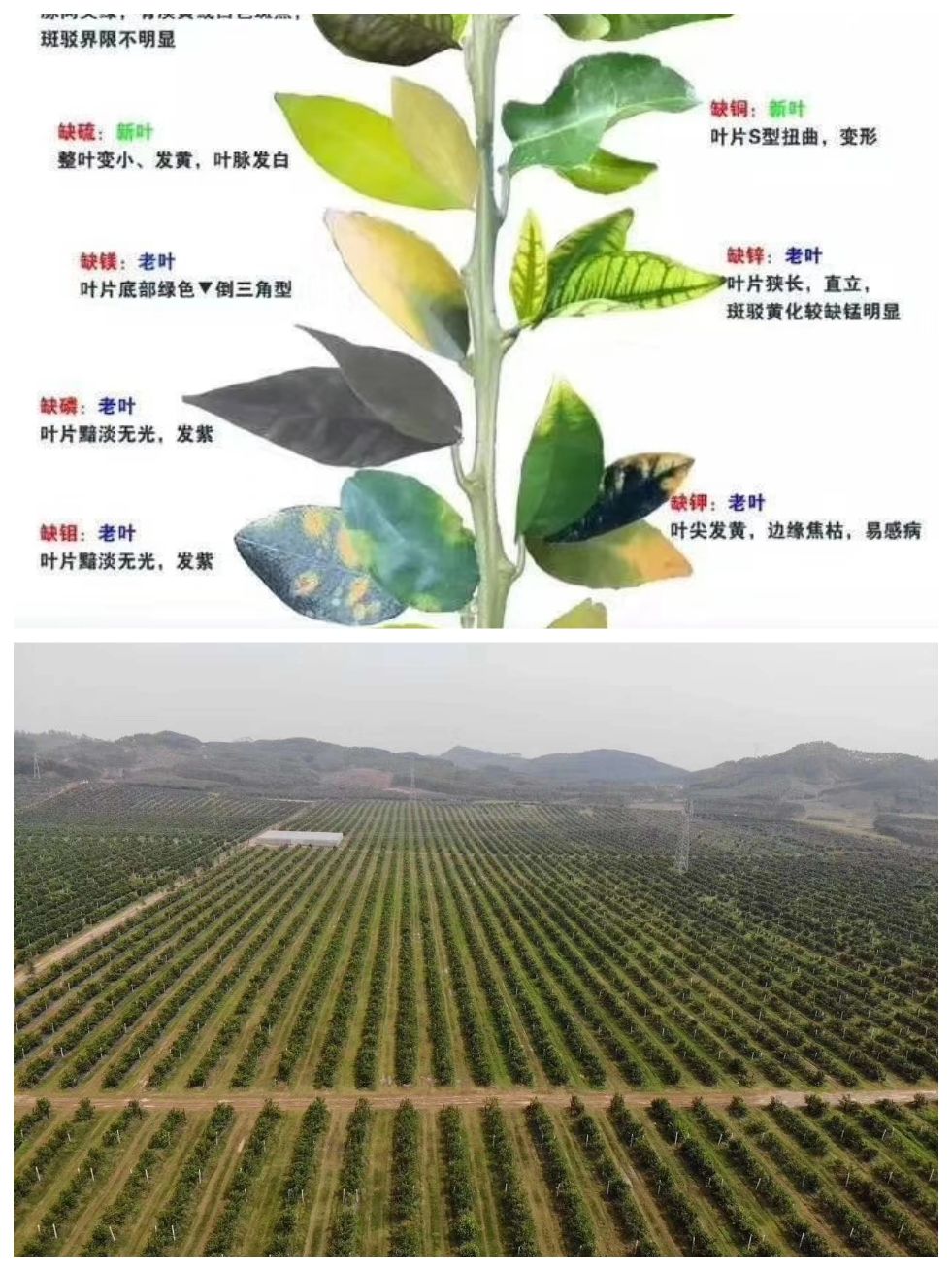 金坷垃广告片_金坷垃广告词_金坷垃广告大全