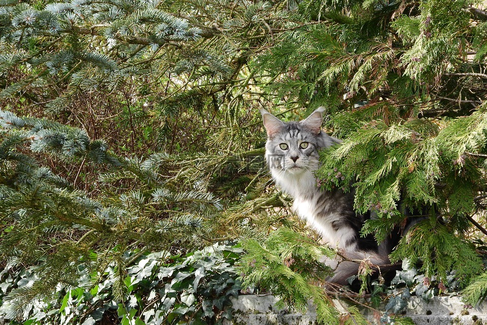 丛林猫为什么登录不上_丛林猫图片大全_手机游戏加菲猫丛林